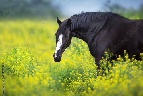Black stallion on yellow flowers portrait