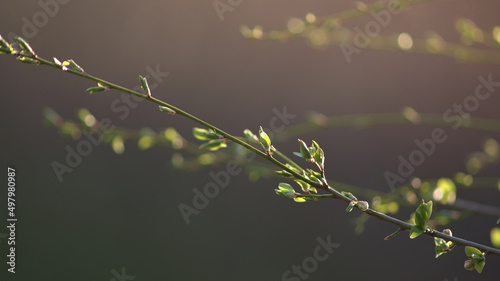 The first signs of spring in nature. Budding twigs and the first spring flowers. Spring background.
