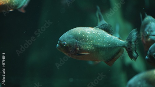 Swimming piranha. Dangerous animal concept. High quality photo
