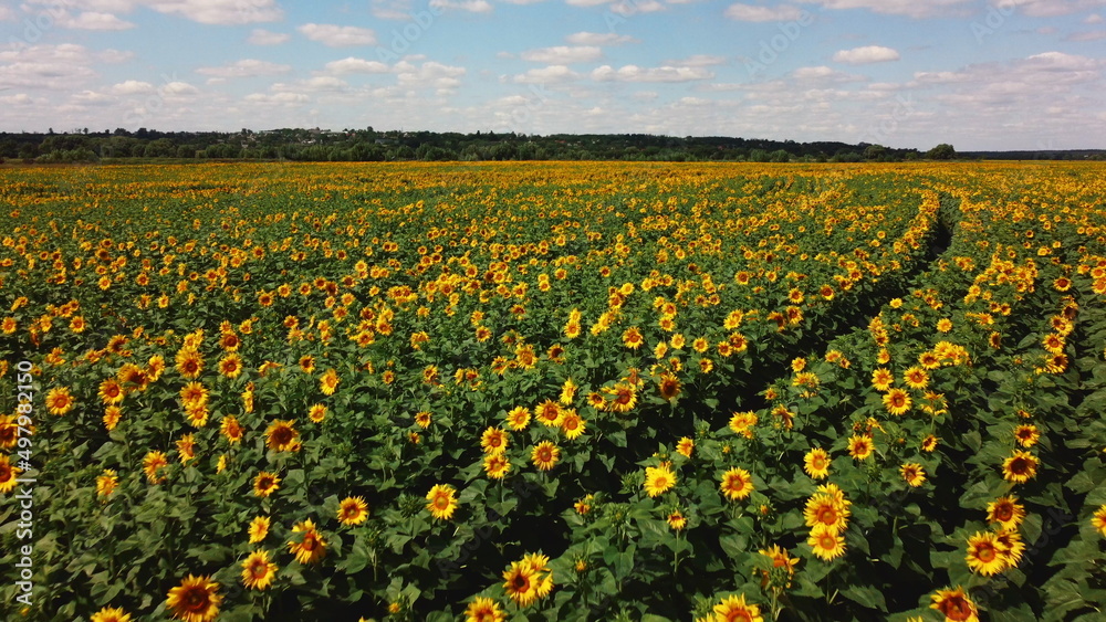 Aerial drone view flight over sunflower field on sunny summer day. Countryside landscape and panoramic view with blooming yellow sunflower flowers. Agricultural fields and farmland lands. Crop fields