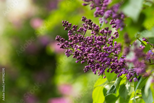 purple lilac blossom branch. beautiful botanical green nature background in spring season