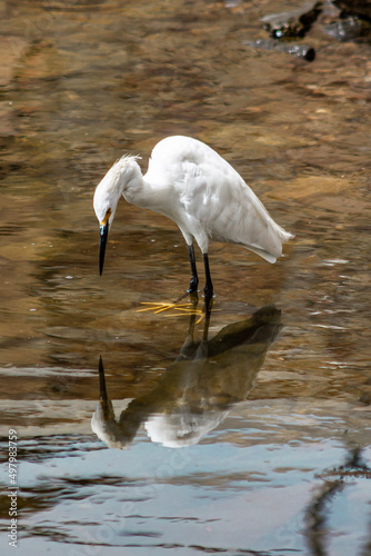 white heron ardea cinerea