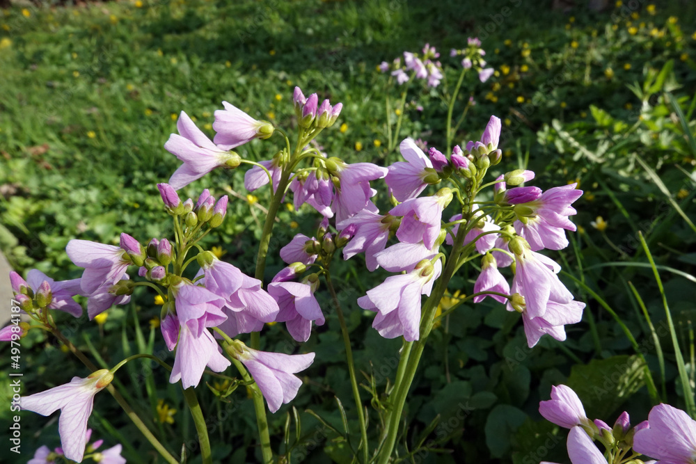 Wiesenschaumkraut, Wiesen-Schaumkraut (Cardamine pratensis) Wiesenschaumkraut, Wiesen-Schaumkraut (Cardamine pratensis)