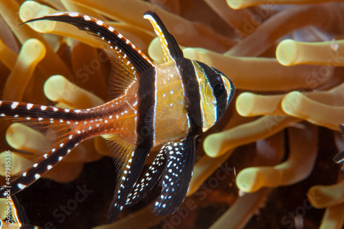 Pesce cardinale di Banggai, Pterapogon kauderni photo