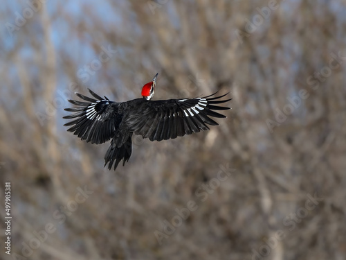 Male Pileated Woodpecker with Open Wings in Flight Against Trees