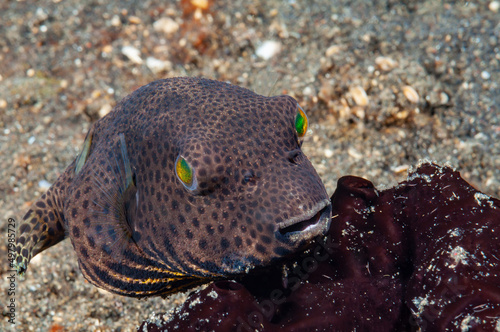forma giovanile di pesce palla stellato, Arothron stellatus photo