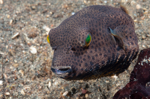 forma giovanile di pesce palla stellato, Arothron stellatus photo