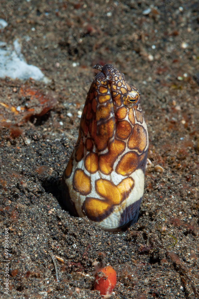 Anguilla serpente di Napoleone, Ophichthus bonaparti, infossata nella sabbia vulcanica Anguilla serpente di Napoleone, Ophichthus bonaparti, infossata nella sabbia vulcanica