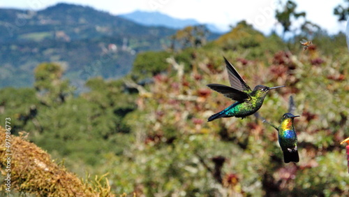 Fiery-throated hummingbirds (Panterpe insignis) at Paraiso Quetzal Lodge in the mountains outside of San Jose, Costa Rica
