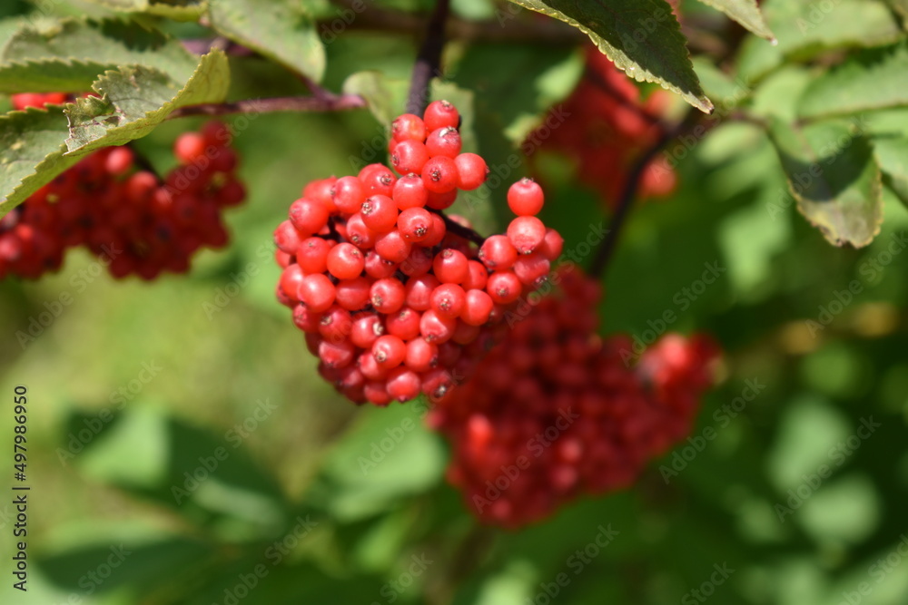 Red bush