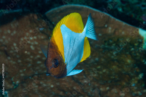 pesce farfalla piramide, Hemitaurichthys polylepis, sulla barriera corallina	 photo