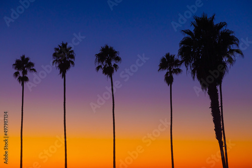 Palm trees at sunset in La Jolla / San Diego, California