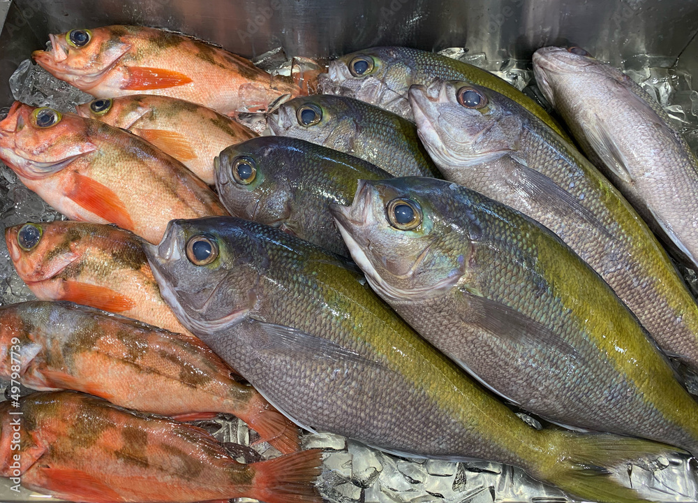 Fototapeta premium メバルの刺身 海鮮市場 Rockfish sashimi seafood market 