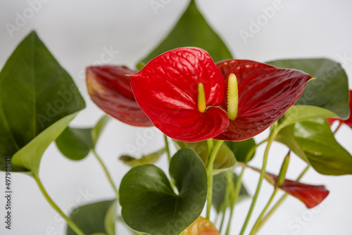 Planta Antúrio vermelho a cor é associada com paixões intensas e desejo de ação. Ela estimula a atividade e energia em sua casa.
