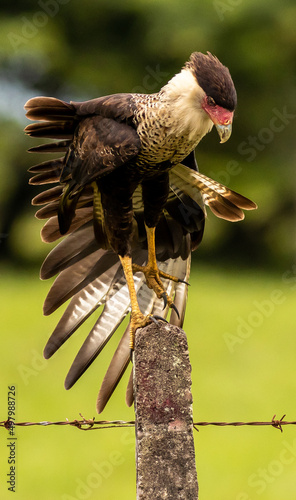 Crested Cara cara