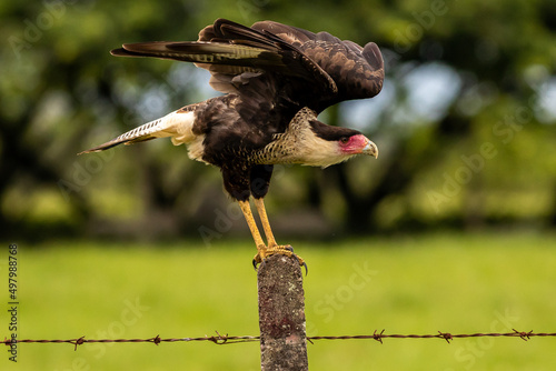 Cara Cara taking off