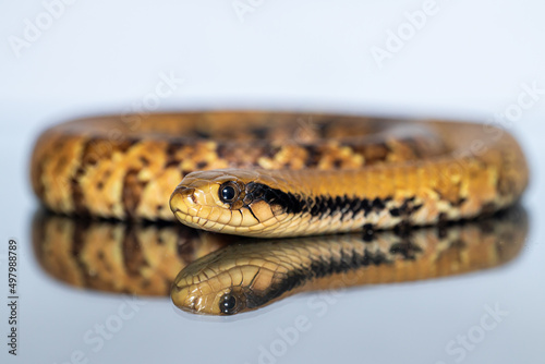 False Water Cobra