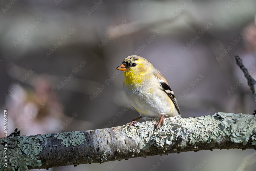 Obraz premium Male Non-breeding American Goldfinch Perching in a Blossoming Cherry Tree