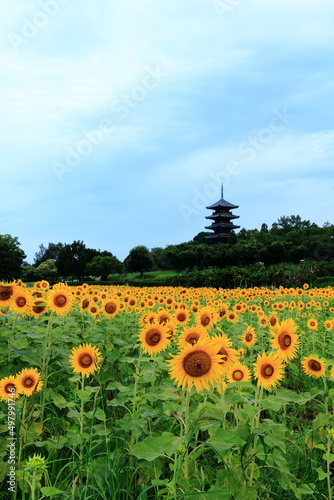 夏の備中国分寺｜青空と向日葵畑（縦位置）