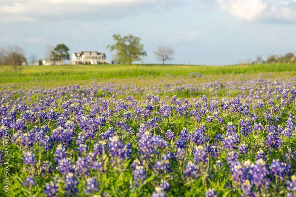 Texas Bluebonnet Wildflowers in the Spring Texas Bluebonnet Wildflowers in the Spring