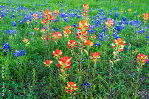Fototapeta Naklejka Na Ścianę i Meble -  Texas Bluebonnet Wildflowers in the Spring
