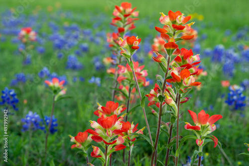 Texas Bluebonnet Wildflowers in the Spring