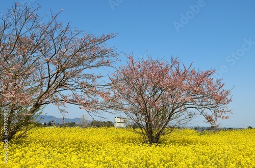 堤防に咲く黄色い菜の花群　春の渡良瀬　風景 © green7