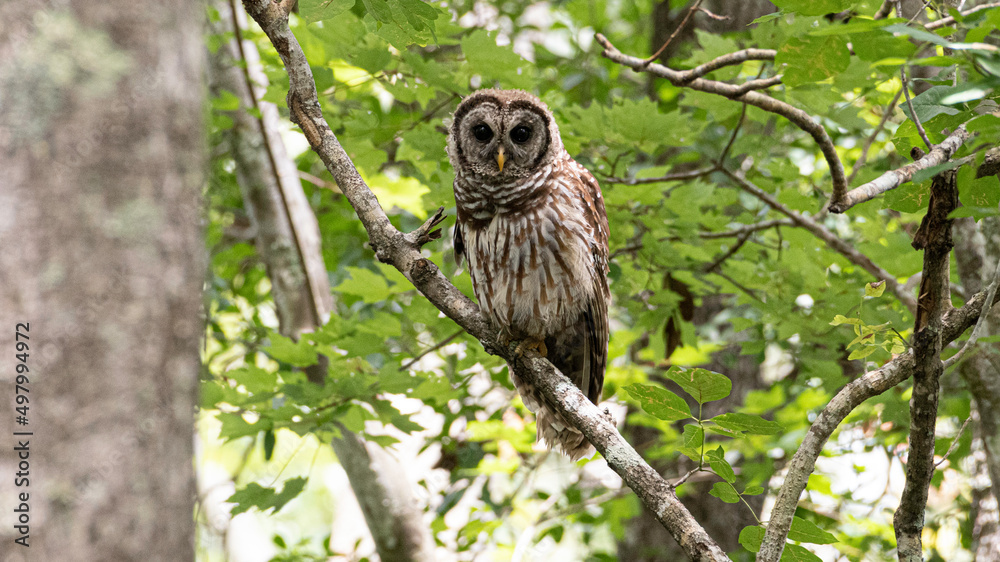 Owl sitting in tree staring Owl sitting in tree staring