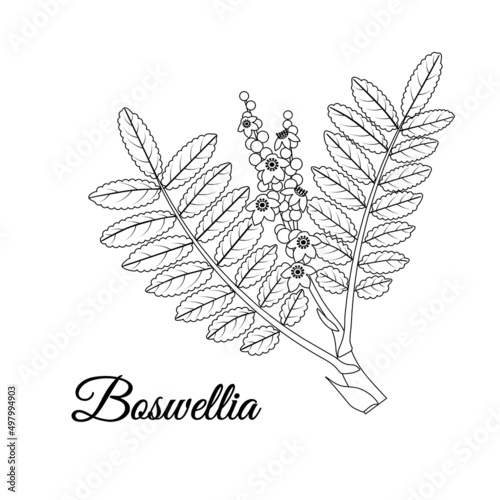 Boswellia or Frankincense sketch. Incense tree branch with leaves and flowers isolated on white background. Ayurvedic herbal medicine and aroma therapy. Cosmetics and medicinal plants.