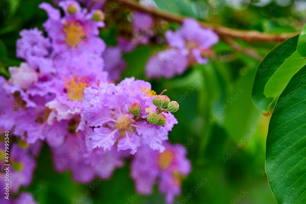 Purple lagerstroemia hybrid flower blooming on tree branch Purple lagerstroemia hybrid flower blooming on tree branch
