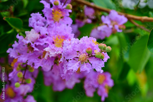 Purple lagerstroemia hybrid flower blooming on tree branch photo