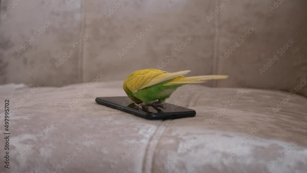 Funny domestic green parakeet pecks a smartphone on the sofa at home. Home favorite pets songbirds.Selective focus. Parrot playing with gadget theme