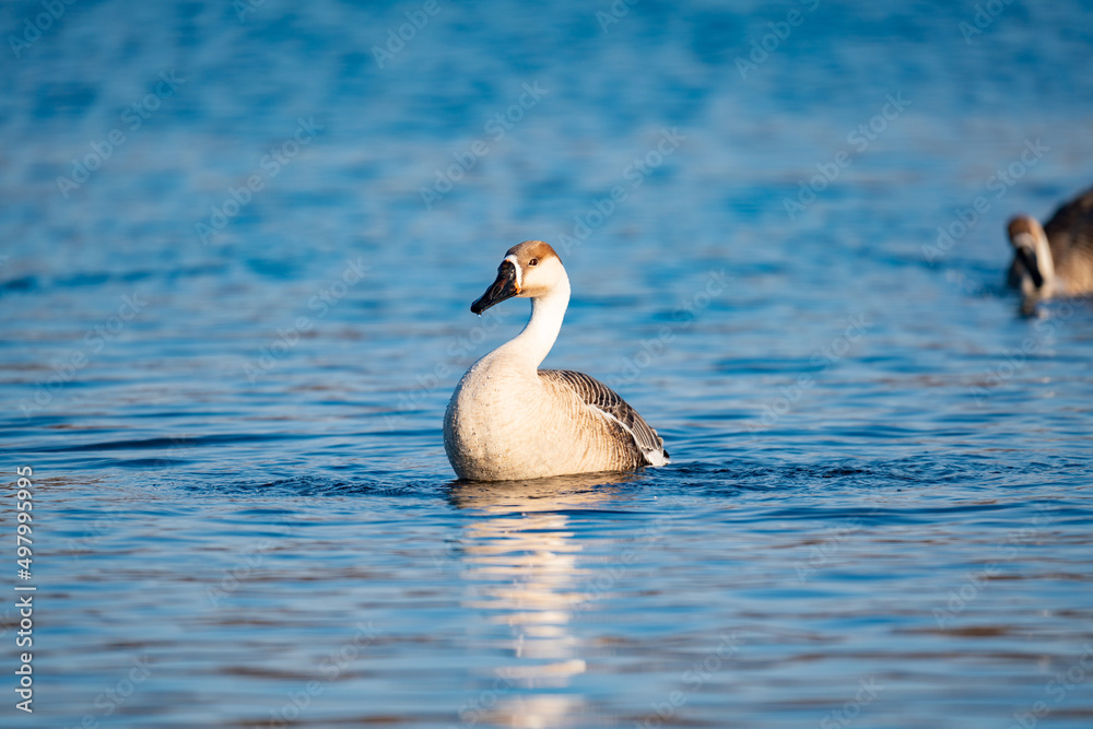 When winter comes, geese forage freely, swim and fly in groups in the river. When winter comes, geese forage freely, swim and fly in groups in the river.