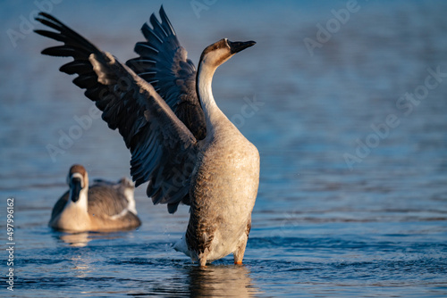Obraz na plátne When winter comes, geese forage freely, swim and fly in groups in the river