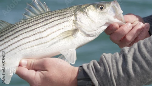 Hands holding caught bass striper fish and releasing in ocean. Close up slowmotion photo