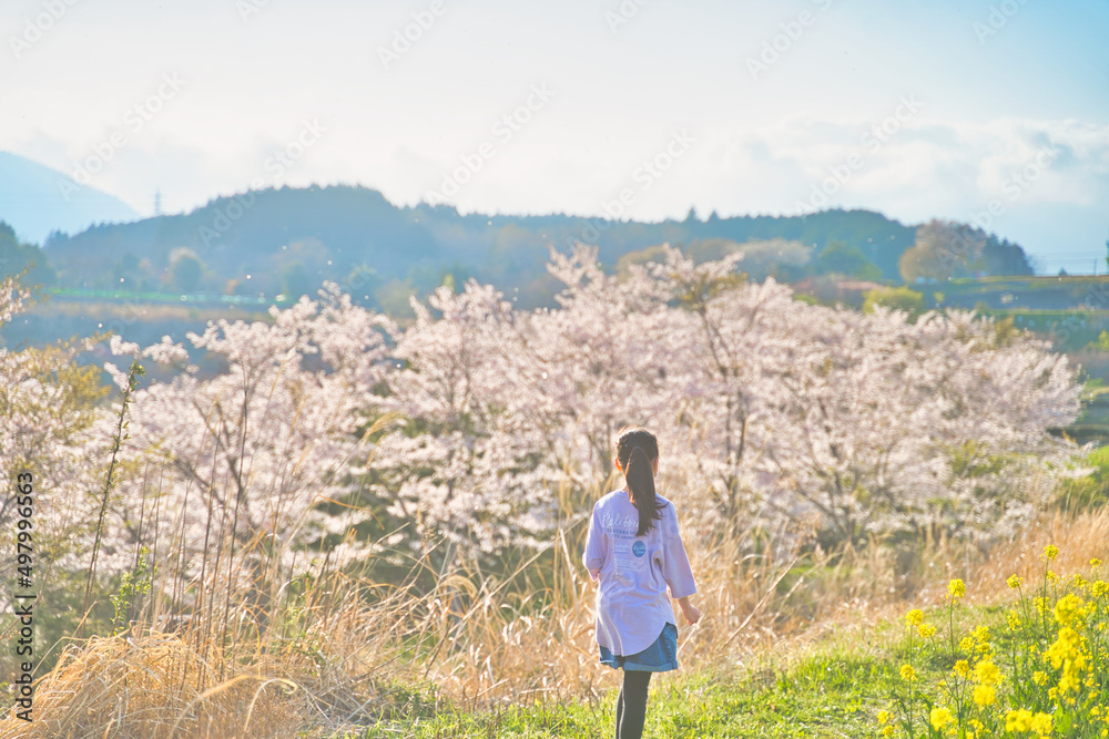 桜と菜の花と子供 桜と菜の花と子供
