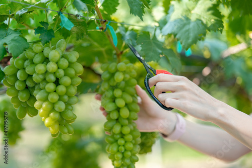 Woman hand harvesting grapes outdoors in vineyard.