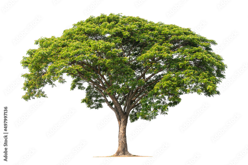 big tree isolate on white background. big tree isolate on white background.