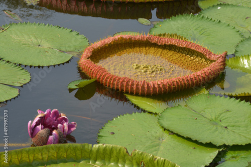 Fotografie, Obraz Victoria is a genus of water-lilies, in the plant family Nymphaeaceae