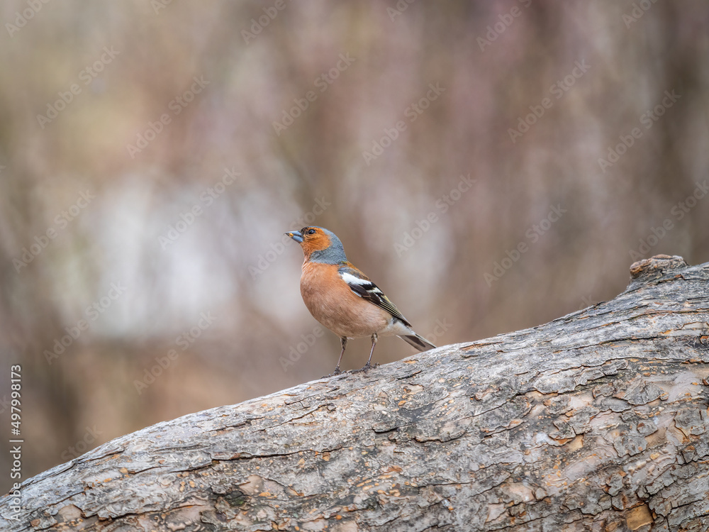 custom made wallpaper toronto digitalCommon chaffinch, Fringilla coelebs, sits on a tree. Common chaffinch in wildlife.