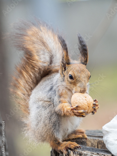 A squirrel with a nut sits on a stump in spring or summer. © Dmitrii Potashkin