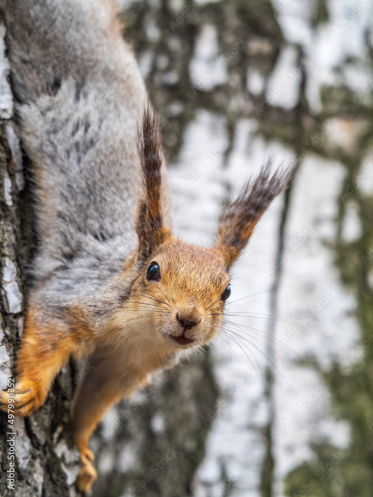 Fototapeta premium Squirre sitting upside down on a tree trunk. The squirrel hangs upside down on a tree against colorful blurred background. Close-up.