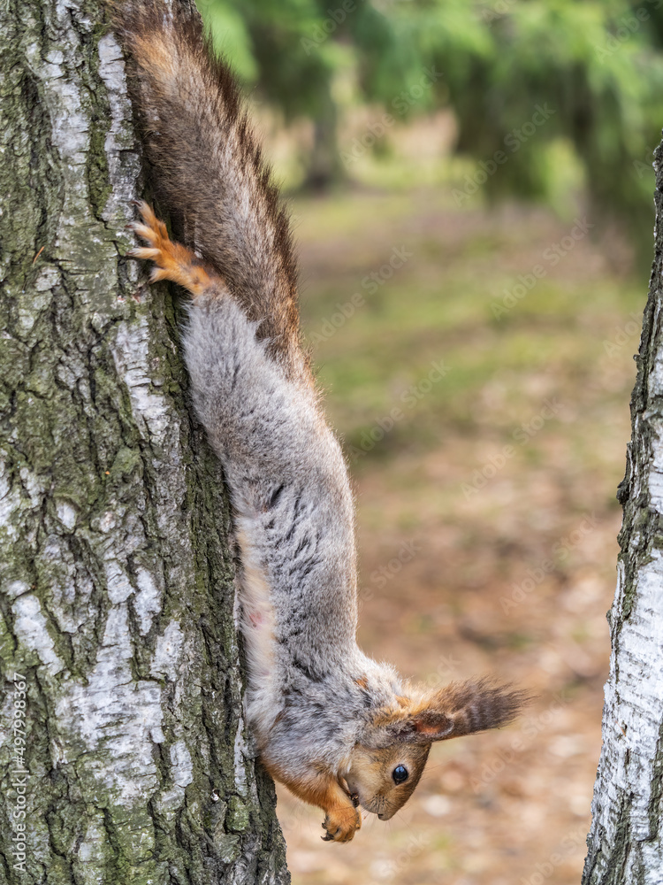 Squirrel eats a nut while sitting upside down on a tree trunk. The squirrel hangs upside down on a tree against colorful blurred background. Close-up. Squirrel eats a nut while sitting upside down on a tree trunk. The squirrel hangs upside down on a tree against colorful blurred background. Close-up.