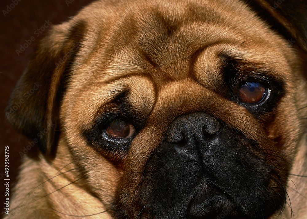 Close-up photo of a portrait of a pug dog