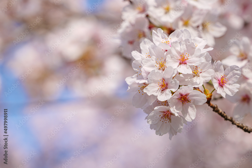 beautiful branches of pink Cherry blossoms on the tree under blue sky, Beautiful Sakura flowers during spring season in the park, beautiful branches of pink Cherry blossoms on the tree under blue sky, Beautiful Sakura flowers during spring season in the park,