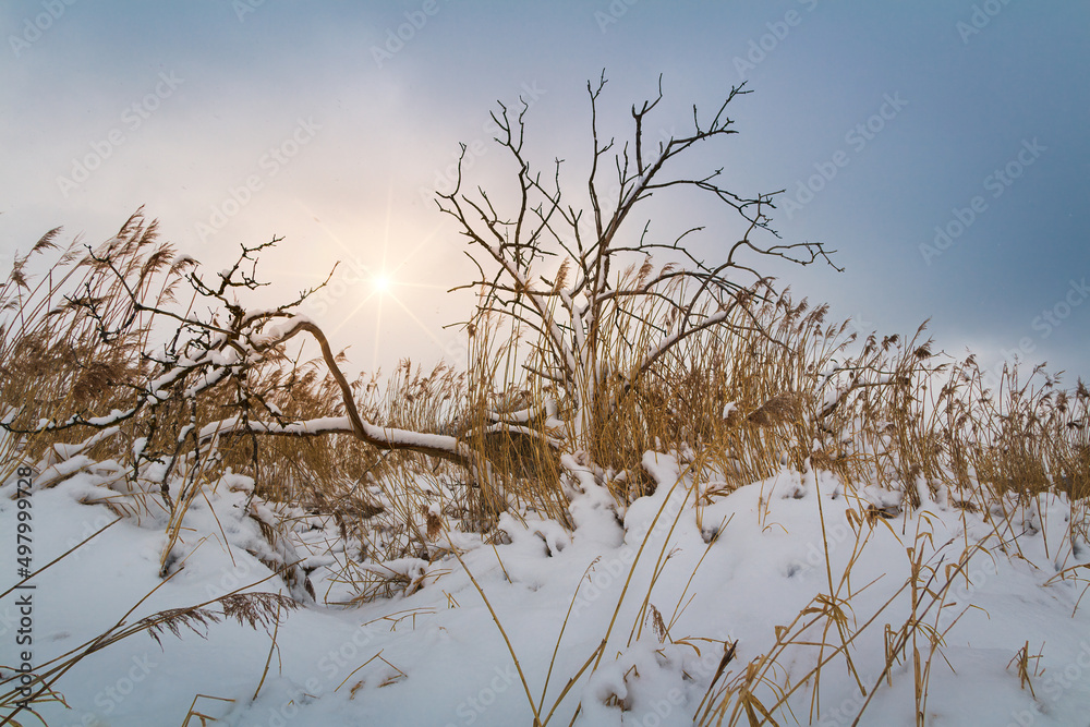 Bare dead tree and high grass covered with snow at early spring Czech landscape at sunset Bare dead tree and high grass covered with snow at early spring Czech landscape at sunset