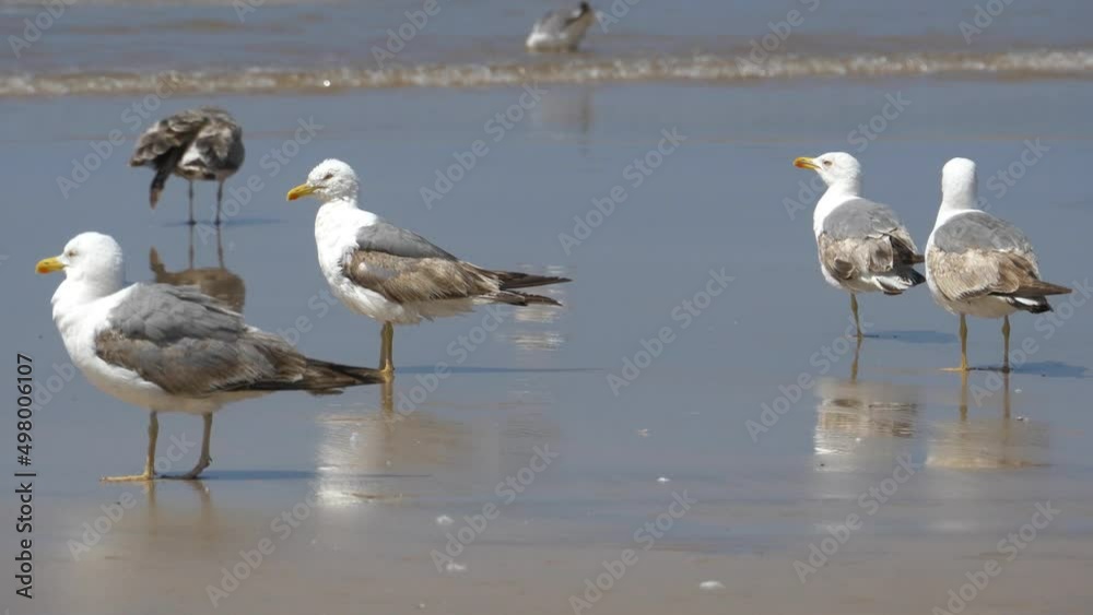 Herring gulls on Essaouira Beach, Morocco. Waiting... Herring gulls on Essaouira Beach, Morocco. Waiting...
