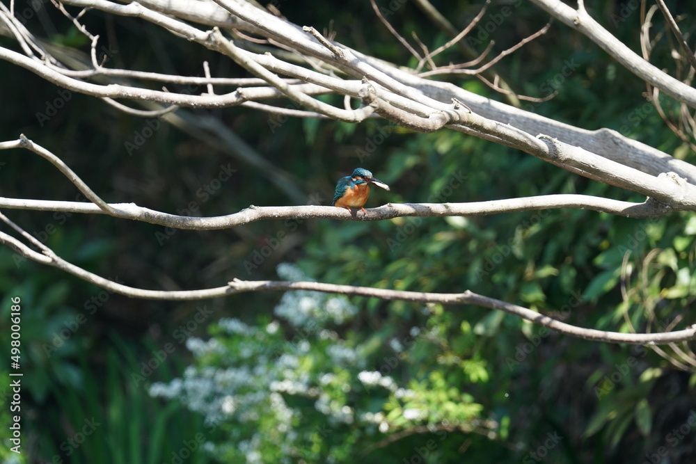kingfisher on a branch kingfisher on a branch