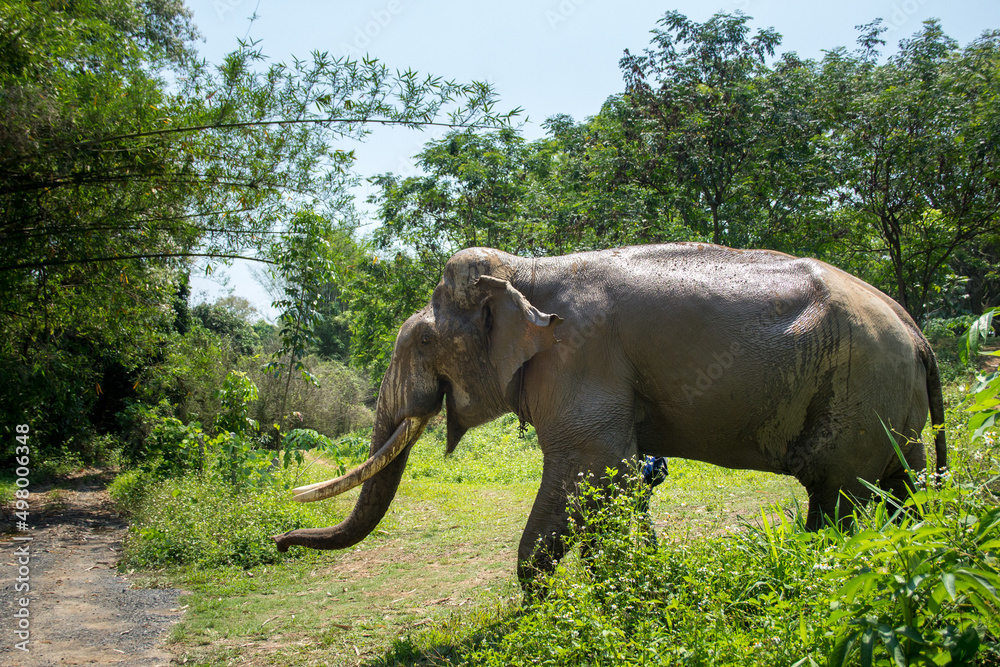 Fototapeta premium Asian elephant in forest at Chiang Mai province in Thailand.