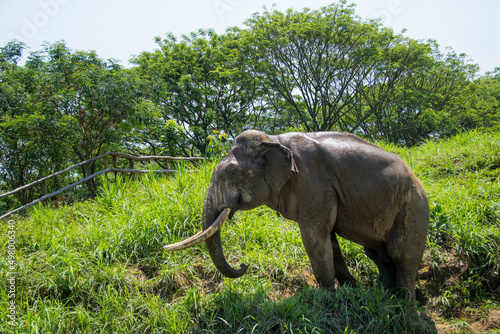 Asian elephant in forest at Chiang Mai province in Thailand.